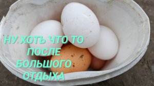 Почему куры не несутся Что делать