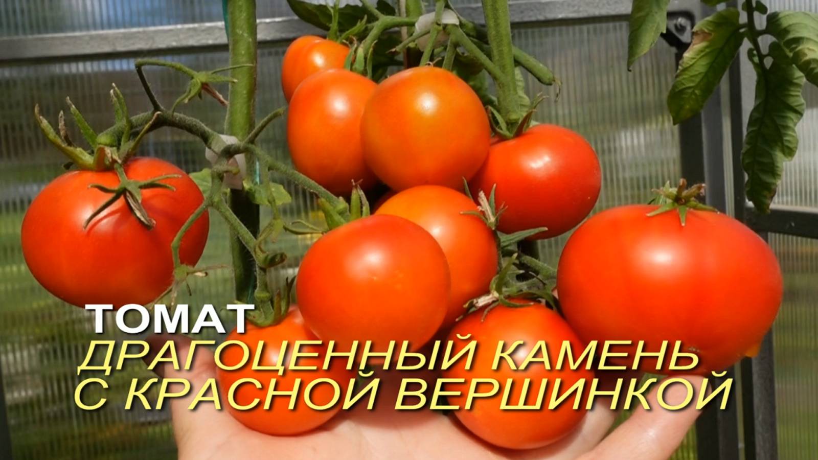 Томат ДРАГОЦЕННЫЙ КАМЕНЬ С КРАСНОЙ ВЕРШИНКОЙ. Обзор сортов ТОМАТОВ!