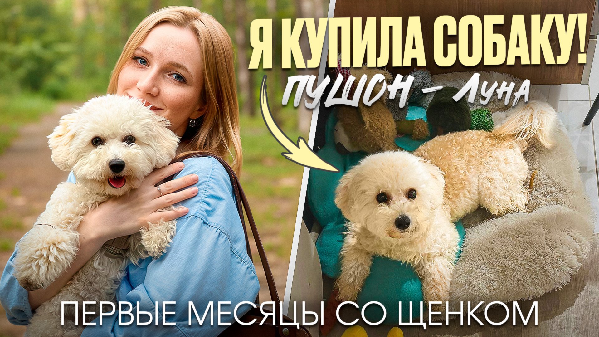 Пушон - все о породе | Кому подойдет? Сколько стоит? Честный опыт первых месяцев