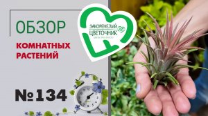 Обзор растений: пальмы, алоказия Жаклин, эпипремнумы, хойи, фикусы, папоротники и тилландсии  №134