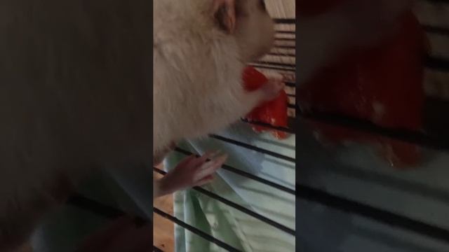 кормлю крыс смотреть онлайн