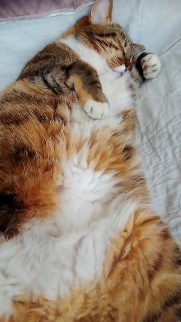 #кошка #котики #кот #питомцы #животные