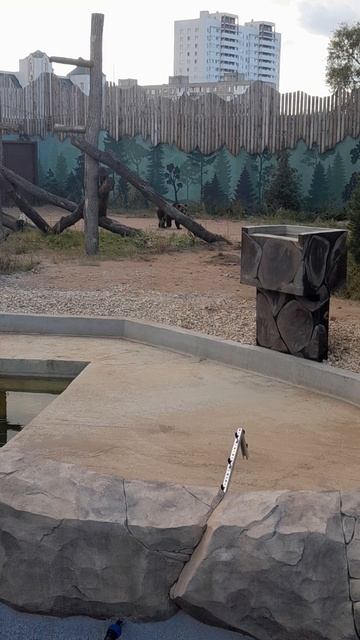 Первый медведь проснулся смотреть онлайн