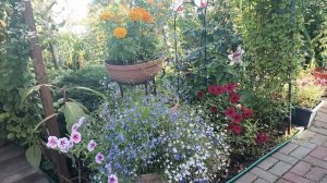 Обзор цветников, конец августа 2025г.