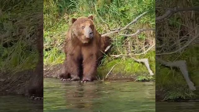 Медведи на Камчатке смотреть онлайн