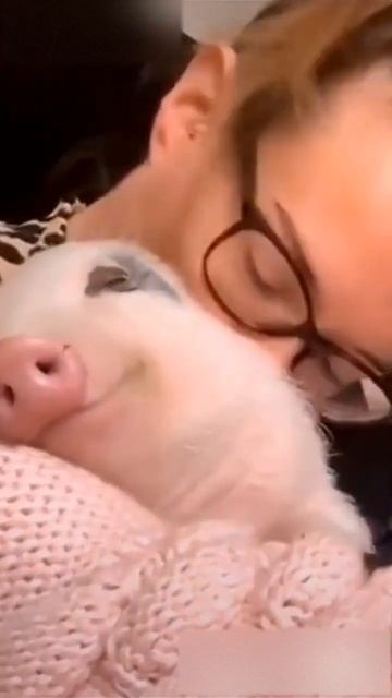 Гипнопятачок!  #СдаюсьБезБоя