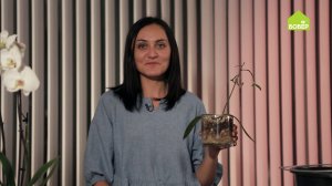 Уход за орхидеей: правильно обрабатываем стрелку и лечим корни. Советы начинающим цветоводам