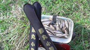 22.08 25 г. Пескарик на микро речке