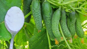 1 ЛОЖКА под ОГУРЦЫ в АВГУСТЕ и даже слабые и чахлые сразу обильно заплодоносят до заморозков