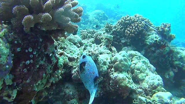 Мальдивы смотреть онлайн