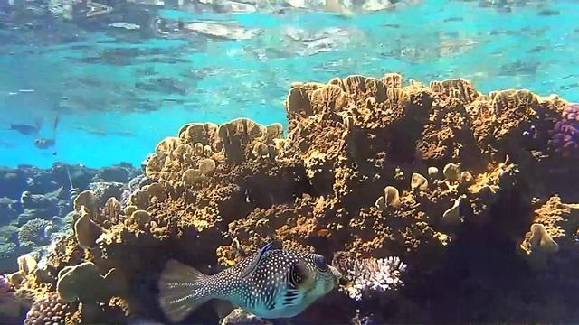 Шарм Эль Шейх подводный мир