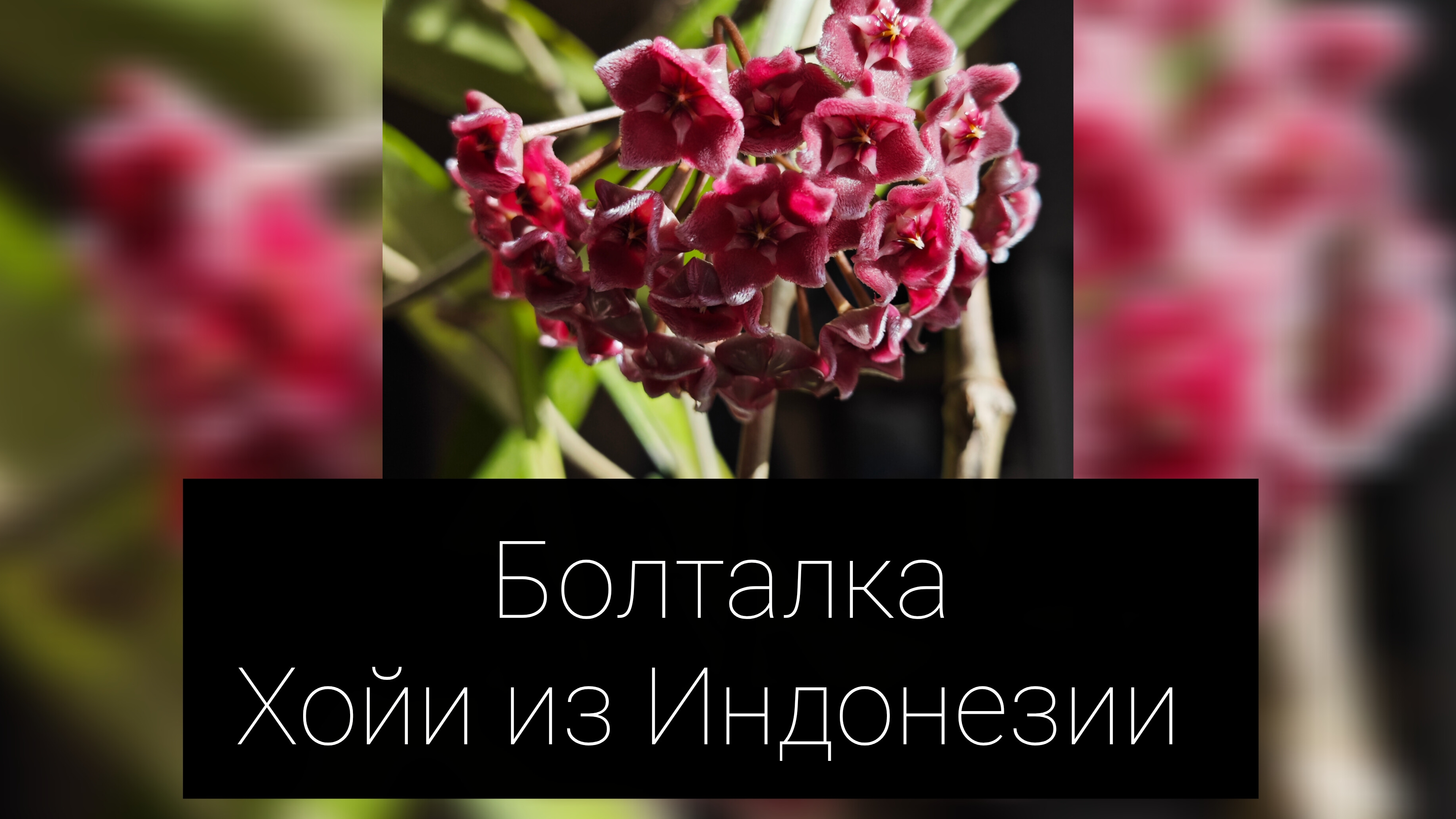 болталка. хойи из Индонезии смотреть онлайн