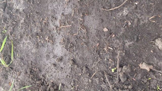 ШАМПИНЬОНЫ В ВАШЕМ ГОРОДЕ смотреть онлайн