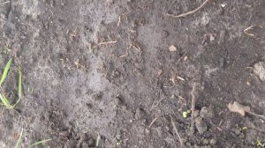 ШАМПИНЬОНЫ В ВАШЕМ ГОРОДЕ