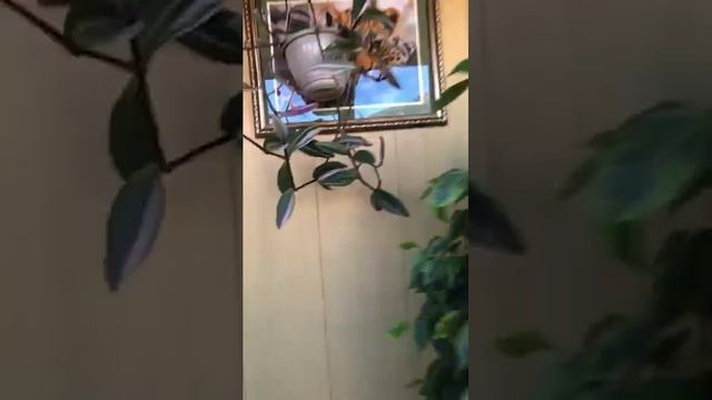 Могут смотреть -Только подписчики и 25 без подписки.(20.01.25) смотреть онлайн