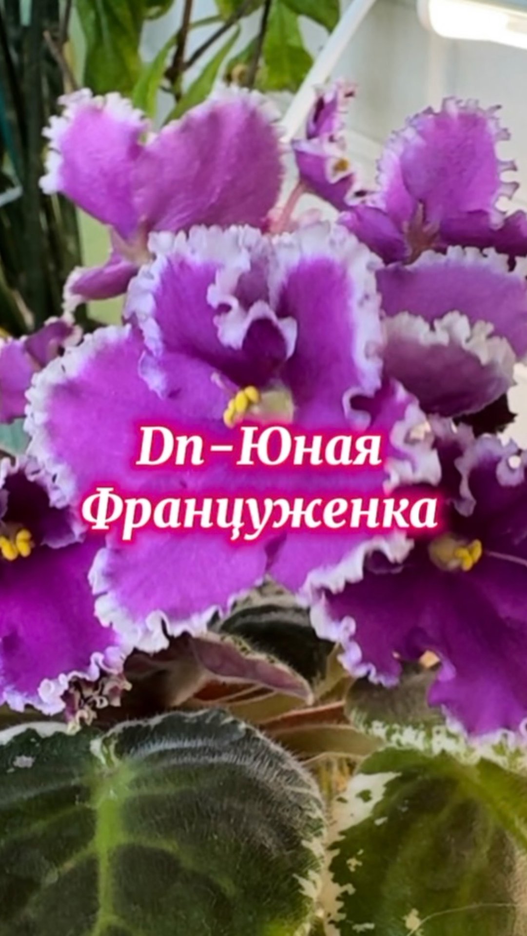 Dn-Юная Француженка. Первое цветение молодой розетки #фиалки