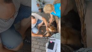 Хозяина уб#ли, но больше немец Бакс не сирота