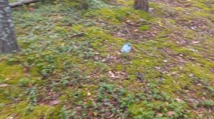 Лес ,грибы , ассортимент хороший , улов тоже