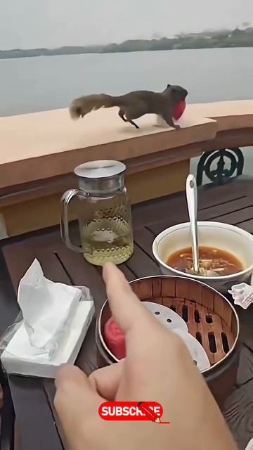 Смех до слёз ✓ забавные моменты ✓ лучшие видео приколы 🤣👍🚀