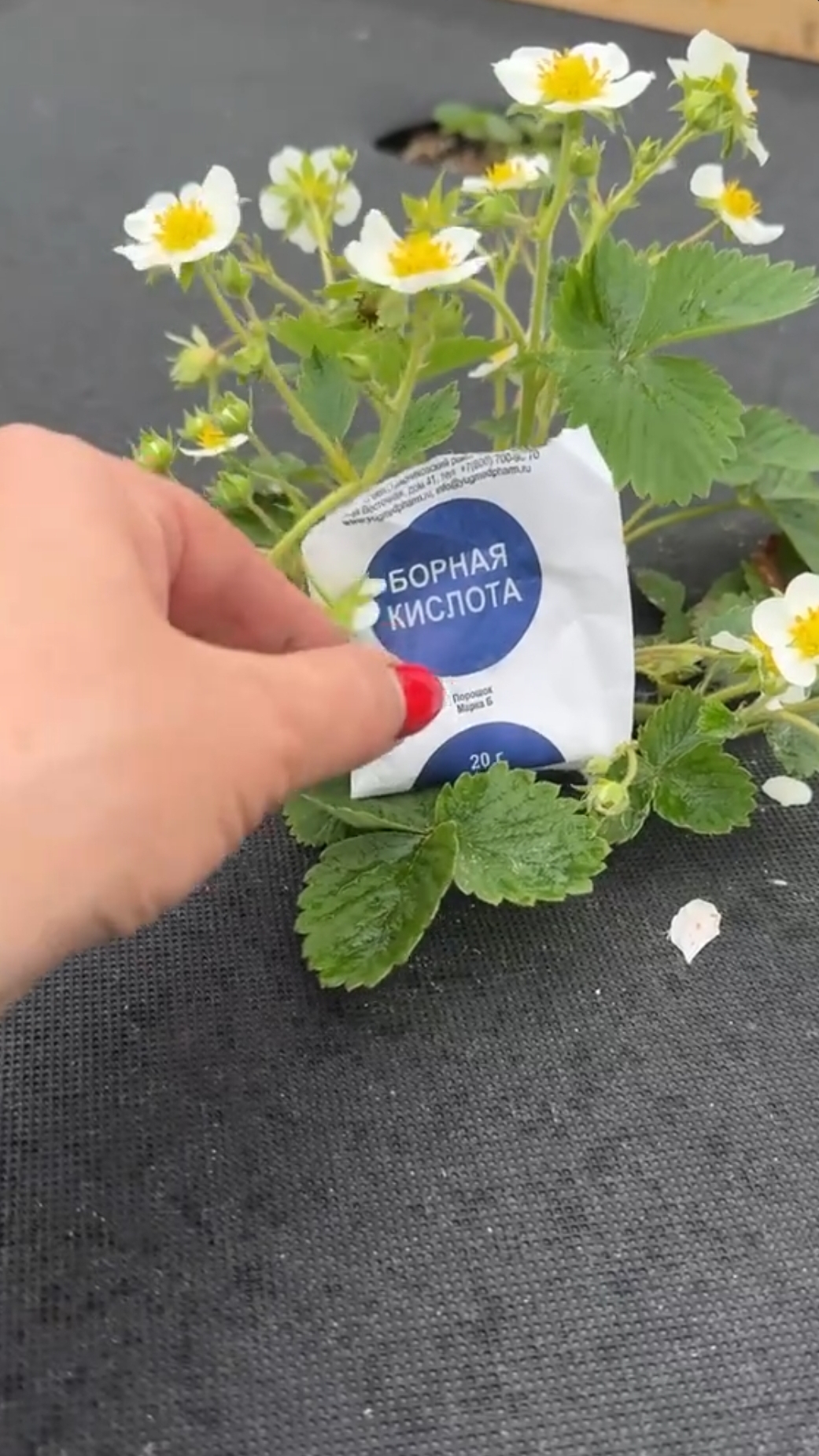 что делать когда клубника зацвела?🍓 полезная подкормка для клубники