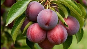 Плодовые деревья. Урожай.