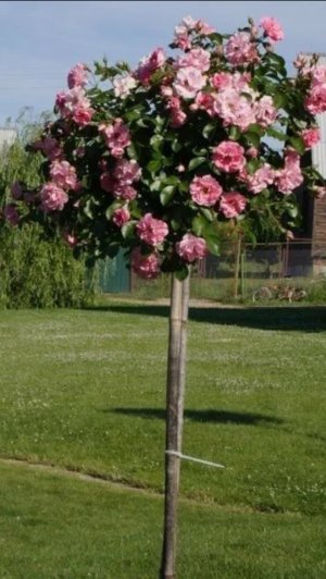 Прививка Розы на штамб . Розы на штамбе. Окулировка роз