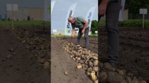 DokaGene (ДГТ). Сорта картофеля  для промышленной переработки: Сармат, Родео,  Атлетик, Милано