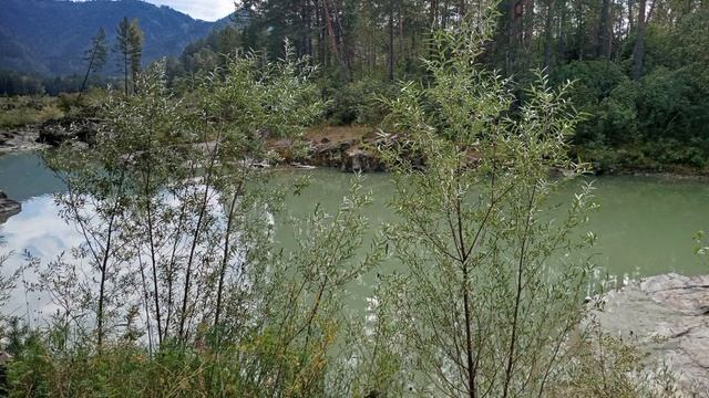 Краски уходящего лета!🌲🪲💐 смотреть онлайн