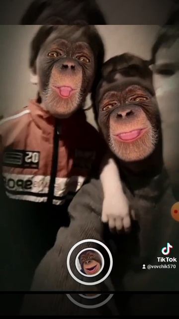 Веселые обезьянки