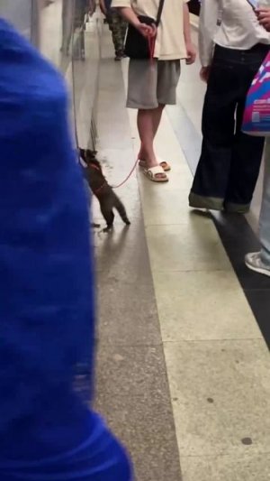 А у нас живёт енот, вот