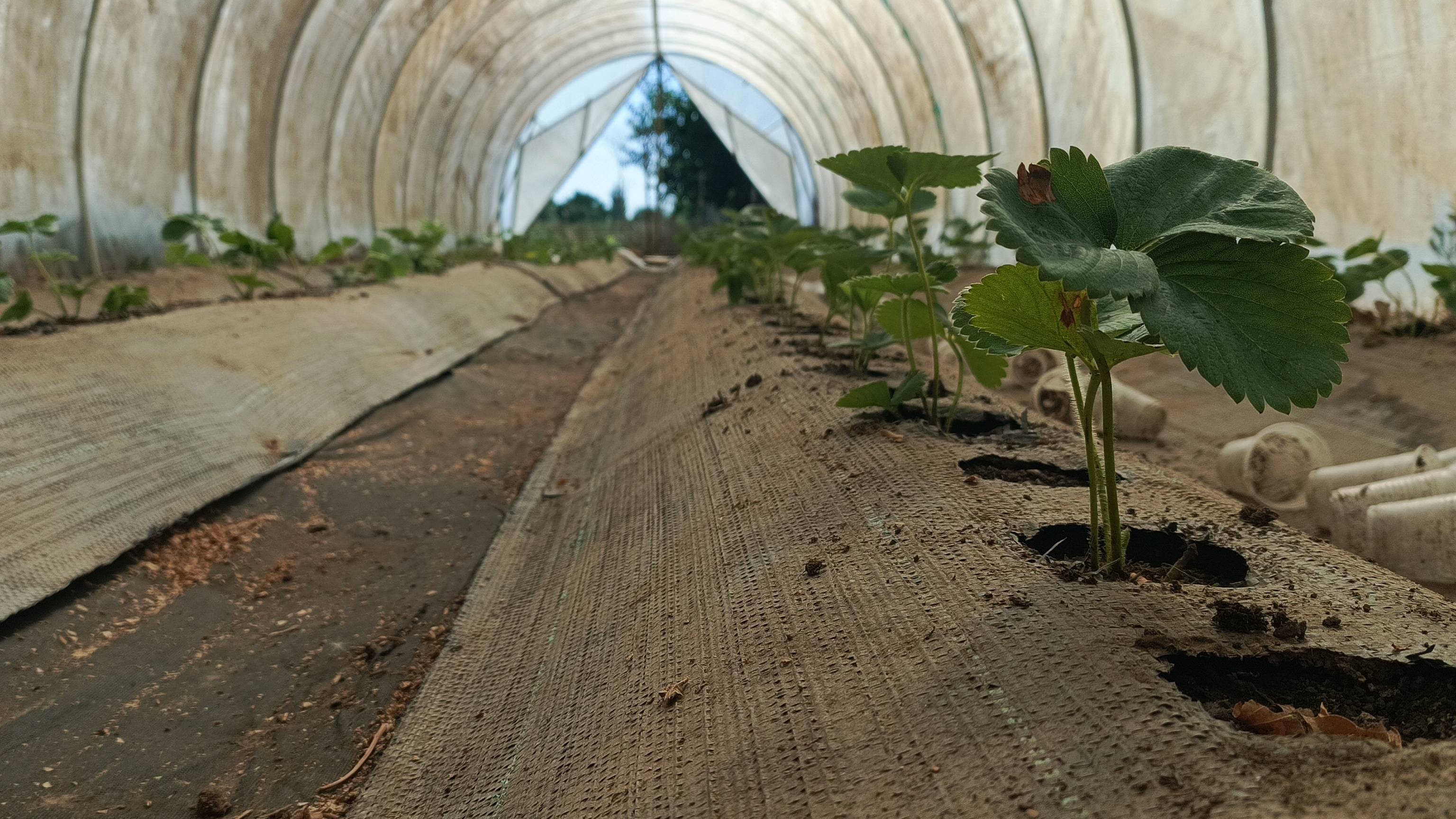 Дёшево и сердито: как я сэкономил на затенении балаганов. Чем заменить дорогую сетку? Бесплатно! смотреть онлайн