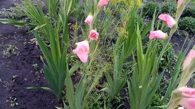 МОЯ вот такая ЖИЗНЬ смотреть онлайн