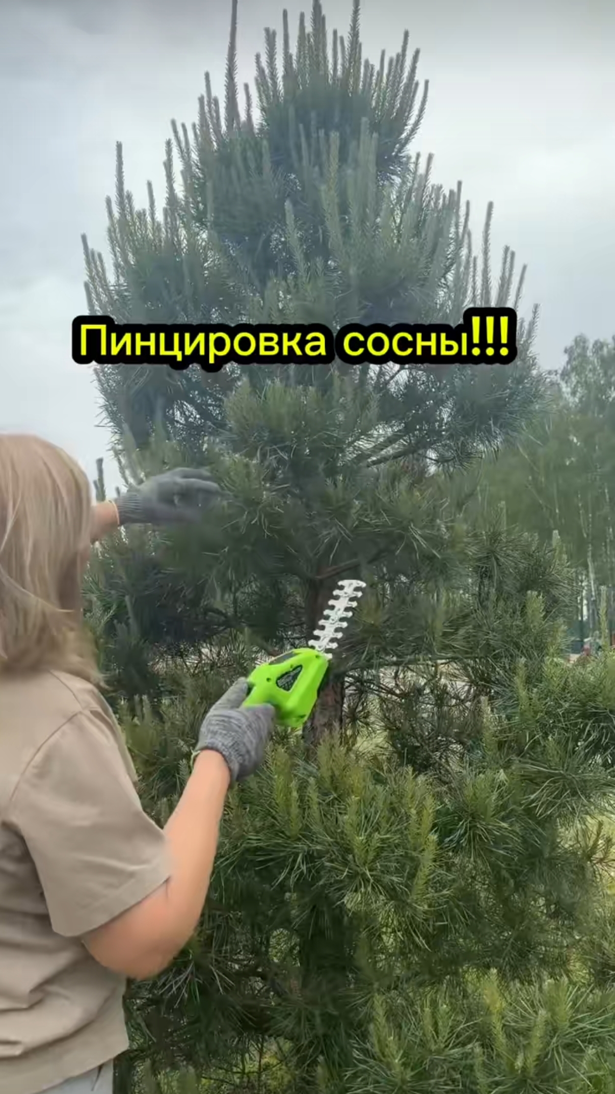 Пинцировка сосны! 🌲