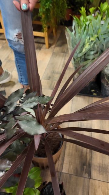 Винные растения или кирпичные? Голосуем за все оттенки красного.