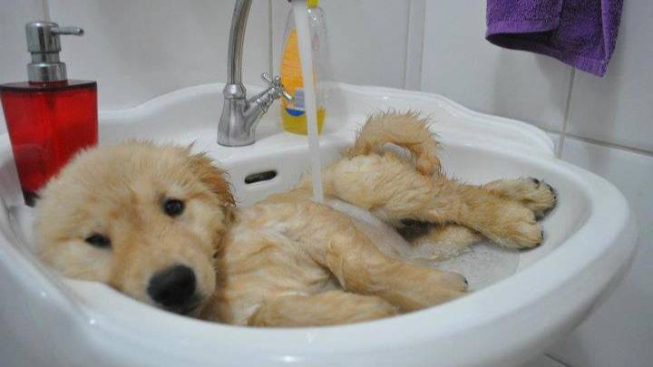 Животные и вода смотреть онлайн