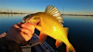 ОЗЕРО С ОГРОМНЫМИ ОКУНЯМИ ВСТРЕТИЛО НАС ТИШИНОЙ, НО ПОТОМ МЫ РАЗБУДИЛИ ГОРБАЧЕЙ И СВОЮ НОРМУ ВЗЯЛИ!