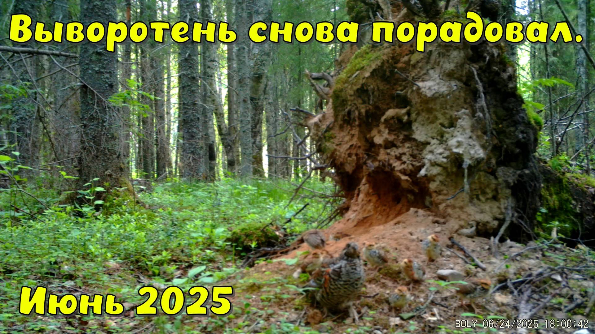 Фотоловушка у выворотня. Июнь 2025. смотреть онлайн