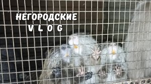 Пересаживаем НУТРИЙ: у Хомяка новый дом. 20.08.25