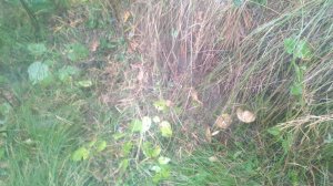 Алтайский край август, Грибы растут практически в городе Новоалтайск.