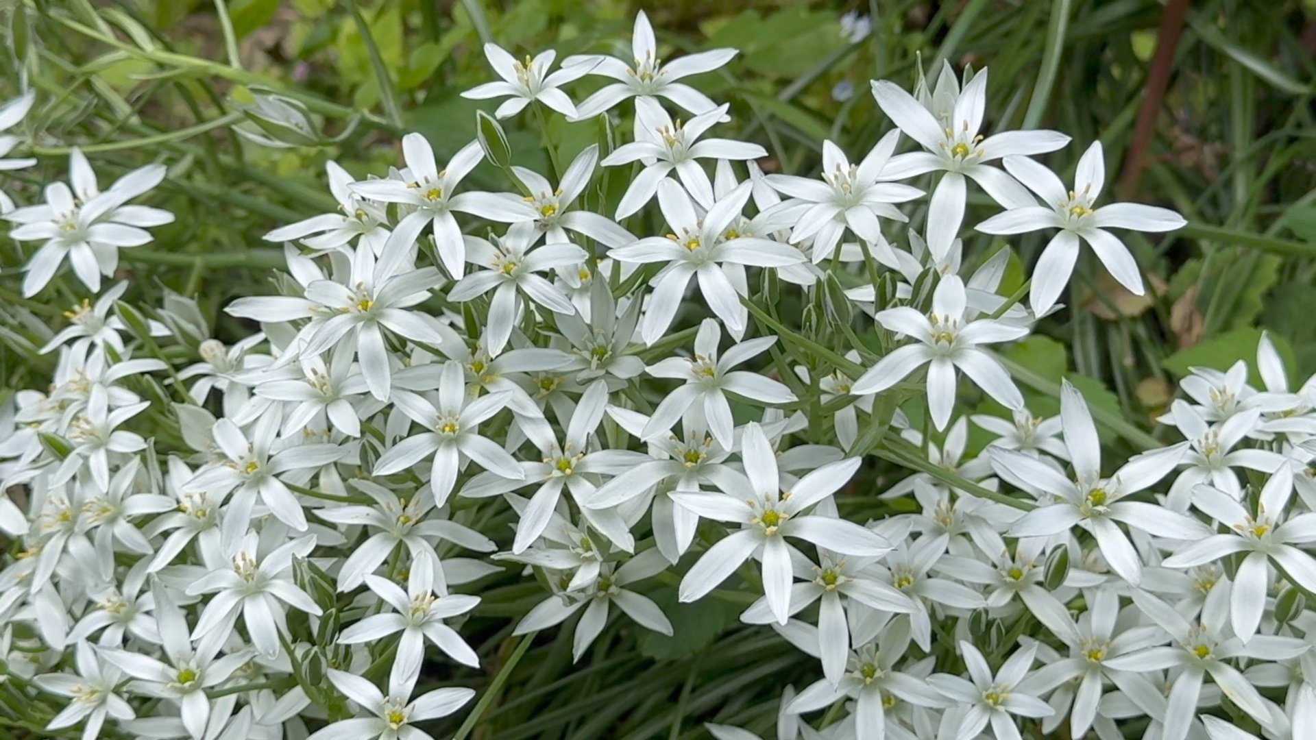 Июнь в Саду 16, 18 и 21 июня 2025