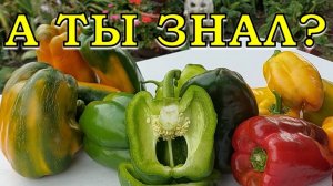 ВОТ почему ПЕРЦЫ вырастают не крупные☝☝☝8 главных ОШИБОК