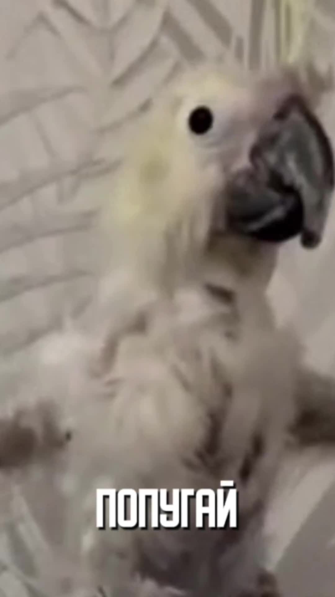 𝐃𝐀𝐍𝐈𝐄𝐋 𝐒𝐌𝐈