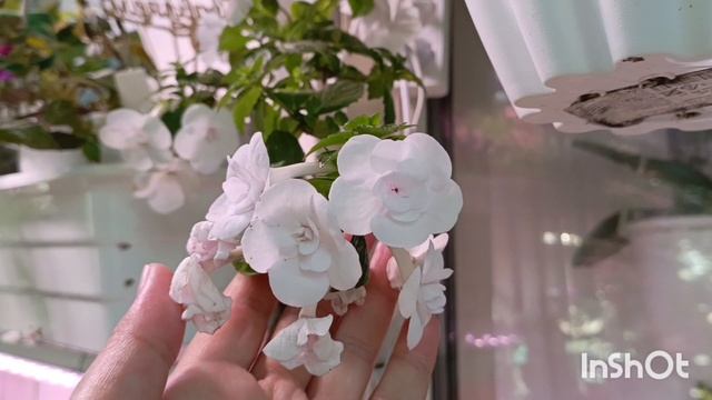 укореннение листиков глоксиний! посмотрите сколько новой красоты распускается 🤗🌱🌺 смотреть онлайн