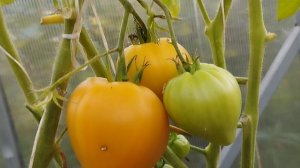 Томат Сердце пустыни на кусту