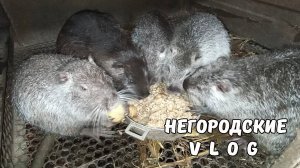 Нутрии пробрались к соседке.  Опять НУТРИИ подрались...19.08.25.