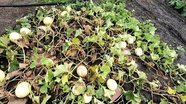 Убираем дыни 23.08.25.