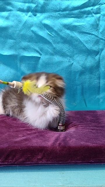 Прекрасная игра с котятами. #котята смотреть онлайн