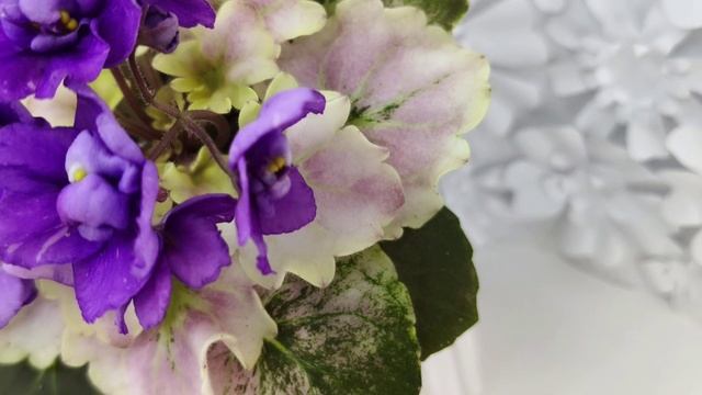 Фиалка АВ-Корзиночка с Ежевикой