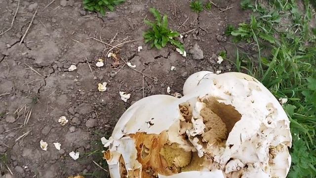 Гриб Дождевик.mp4 смотреть онлайн