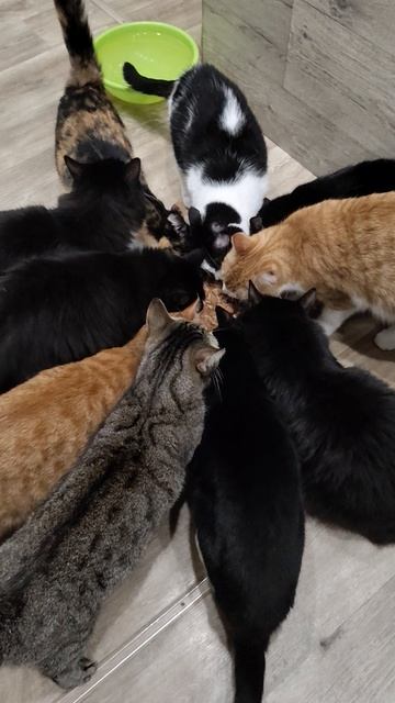 Четвероногие Друзья